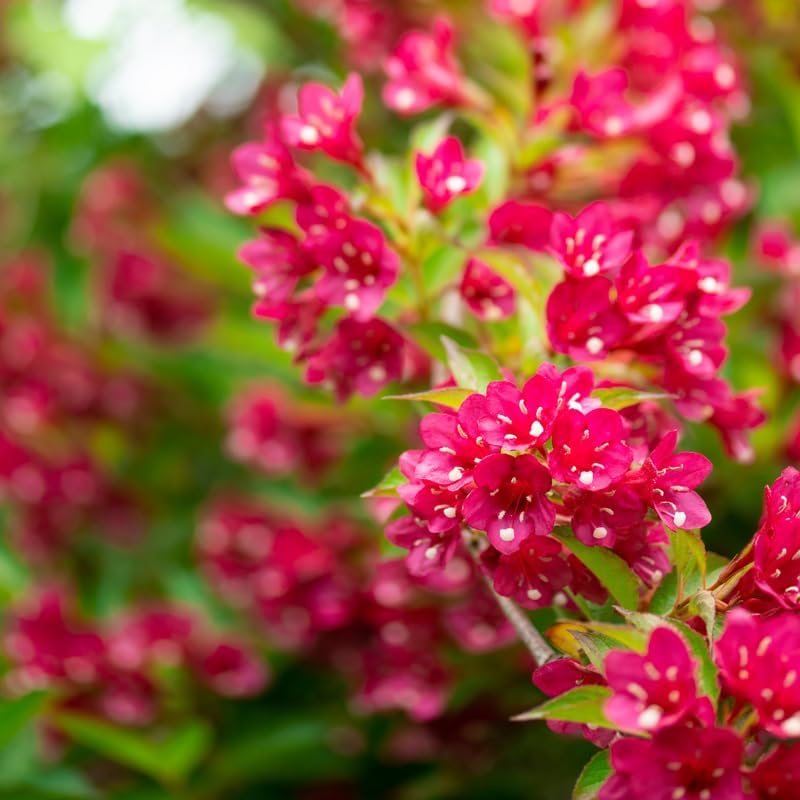 Red Weigela Live Plant, 4" Pot, Vigorous Flowering Shrub for Pollinator Gardens and Yards - Image 2