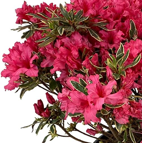 Arctic Rose Azalea, Live Evergreen Flowering Shrub, 3 Gallon - Image 4
