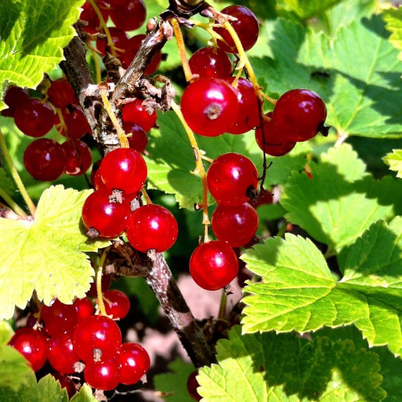 Red Currant Live Plant for Planting, Berry Fruit Bush, 5-9 Inch Tall - Image 2