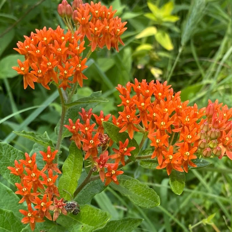 2 Orange Milkweed Plants, 5-8" Tall Butterfly Milkweed Plants - Image 6