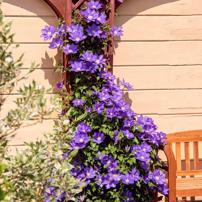 Purple Clematis Live Plant, 2.5" Pot, Fragrant Flowering Vine - Image 4