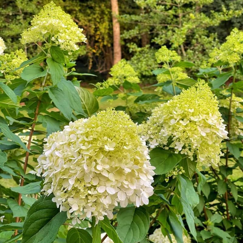 Lime Hydrangea Plant Live, Garden Shrub, 7-12" Tall, in Pot - Image 5