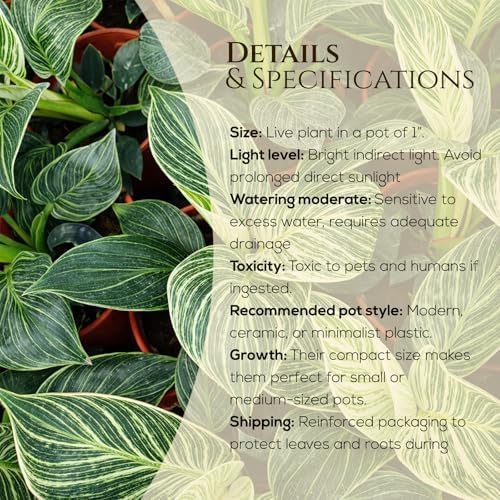 Philodendron Birkin Plant (4 Pack) Live Starter Plug Plants, Variegated Indoor Houseplants, Tropical Philodendron Plants Live, Easy Care Houseplants, White Striped Foliage Plants for Indoor Growing - Image 3