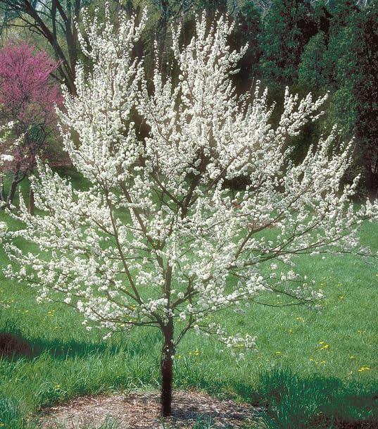 American Plum Tree - 6-12" Tall Live Plant - Image 7