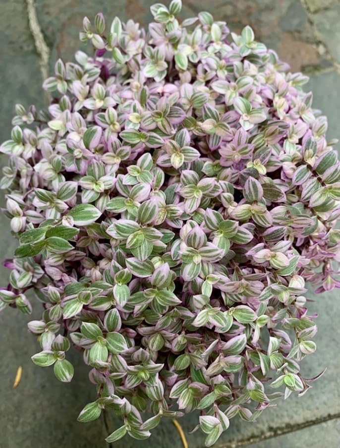 Pink Wandering Jew Live Plant, Tradescantia Outdoor Ground Cover Vibrant Variegated Callisia Repens Turtle Vine 2" Pot - Image 6