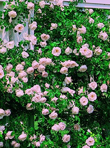 Rosa 'New Dawn' (Climbing Rose) Rose, Double Blush Pink Flowers, #3 - Size Container - Image 2
