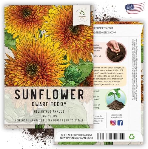 Seed Needs Dwarf Teddy Sunflower Seeds to Plant Cut Flowers - 2 Packs - Image 6