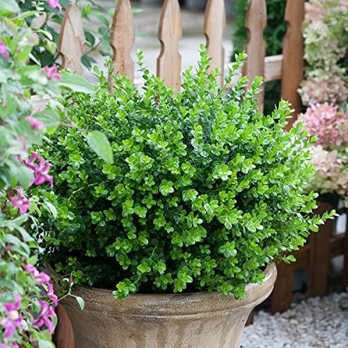 Proven Winners Sprinter Boxwood, Live Evergreen Shrub, 3 Gallon - Image 2