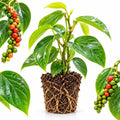 Piper Nigrum Plant, Black Pepper Vine 3-6" Tall by GINGERGLOW