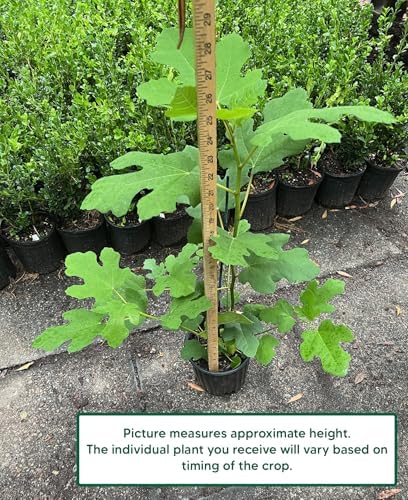 Chicago Hardy Fig - Includes Planting Kit (1 Gallon (2-Pack)) - Image 2