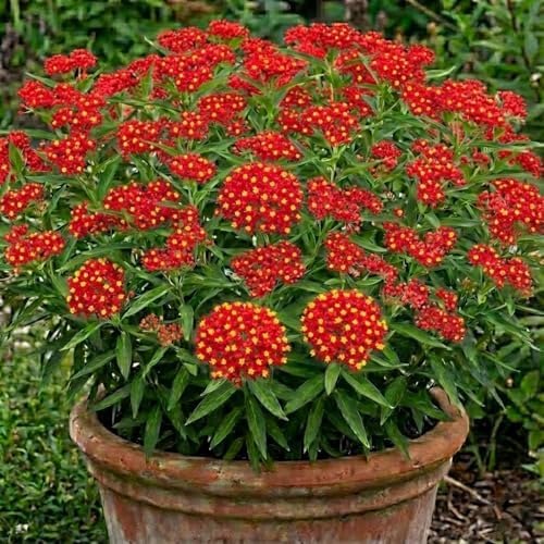 4 Red Yellow Butterfly Milkweed Plants Live, Flower Plant, 5-9 Inch Tall - Image 5
