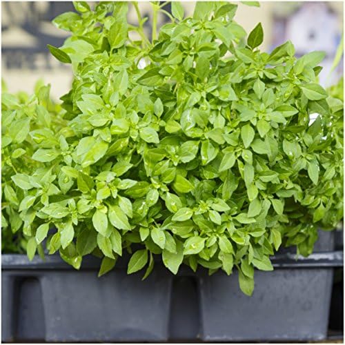 Seed Needs Spicy Globe Basil Seeds to Plant an Herb Garden - 1 Pack - Image 2