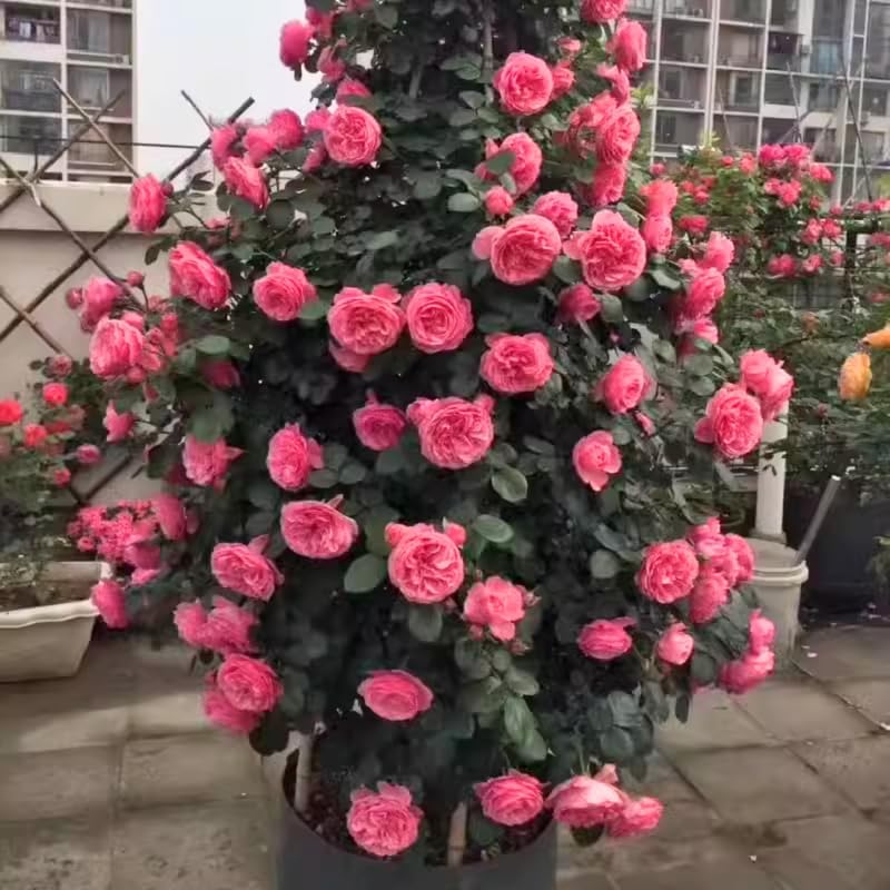 Deep Pink Climbing Roses Live Plants, Fragrant Starter 5-9" Tall - Image 7