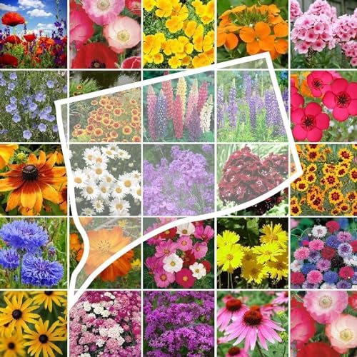 Eden Brothers Connecticut Wildflower Mixed Seeds for Planting, 1 oz by EdenBrothers