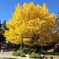 Ginkgo Tree Plant Live, Ornamental Tree, Quart Pot by GardenNurserySince1996
