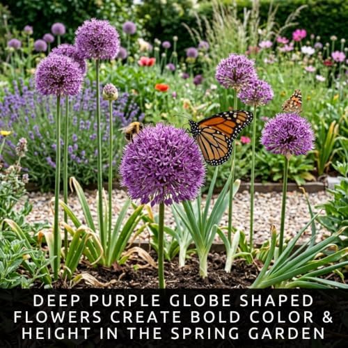 10 Dark Purple Allium Bulbs Blooming Onion Flowering Perennial Garden Flower - Image 6