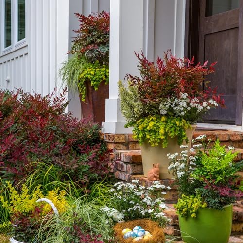 Southern Living 2 Gal. Obsession Nandina Shrub - Image 3