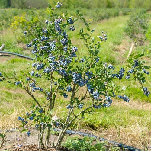 Perfect Plants Duke Blueberry Bush, 1 Gallon, Live Plant - Image 4