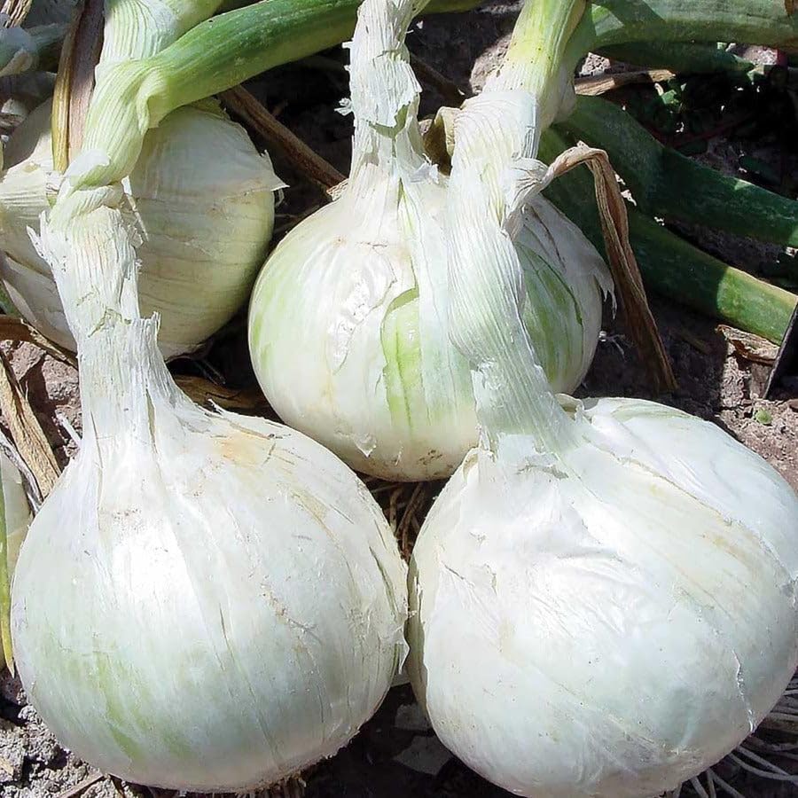 TomorrowSeeds - 3 Colors Mix Onion Sets (Bulbs) - 1/2 Pound (~50 Sets) - Fresh Crop, Stored Cold, for 2026 Planting Yellow, Red, White, Excellent Storage Noon Intermediate Intermediate Day - Image 6
