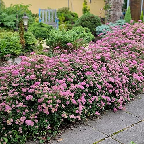 Bloomin' Easy Poprocks Petite Spirea, Live Flowering Shrub, 3 Gallon - Image 5