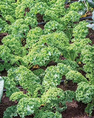 Burpee Prizm Hybrid Kale Seeds 50 seeds - Image 6