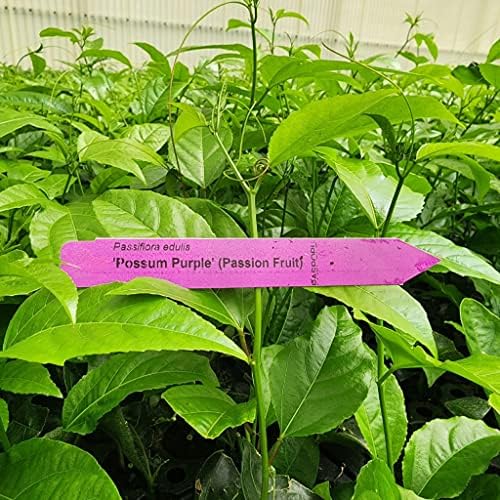 Passion Fruit Live Plant 4 Pack – 'Possum Purple' (Maracuya) — Self-Fertile Passiflora edulis Vine for Trellis, Arbor & Containers — Fast Growing Sweet Purple Fruit. Easy Edible Garden Starter - Image 4