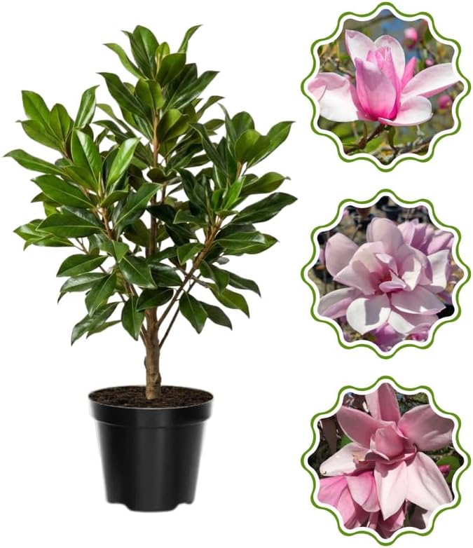 Jane Magnolia Flower Tree, Hardy Ornamental Flowering Plant, Gallon Pot by GardenNurserySince1996