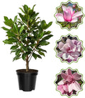 Jane Magnolia Flower Tree, Hardy Ornamental Flowering Plant, Gallon Pot by GardenNurserySince1996