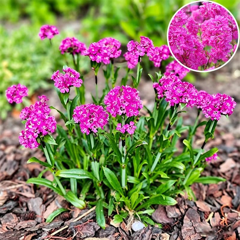 1000+ Perennial Lychnis Pink Flower Seeds for Planting - Hardy Perennial Bright Pink Wildflower,Drought Tolerant - Image 2
