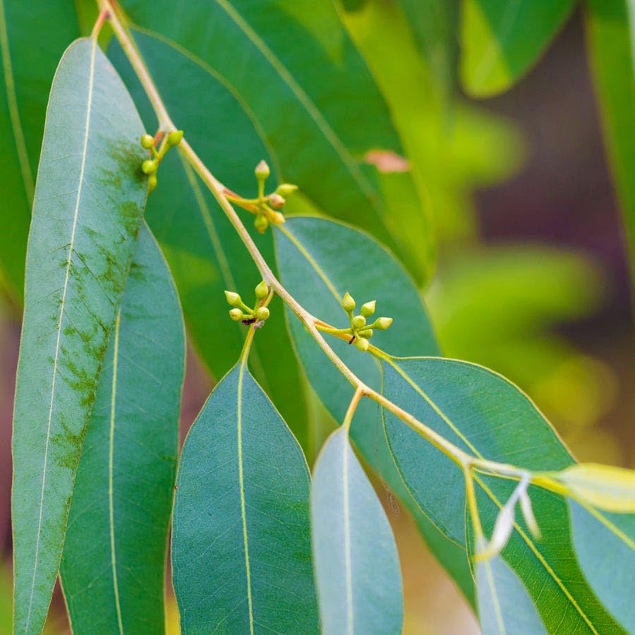 Park Seed Grow Your Own Eucalyptus Seeds Plant, Perfect for Indoor Growing and Spring Garden, Lemon Bush, Pack of 15 - Image 3
