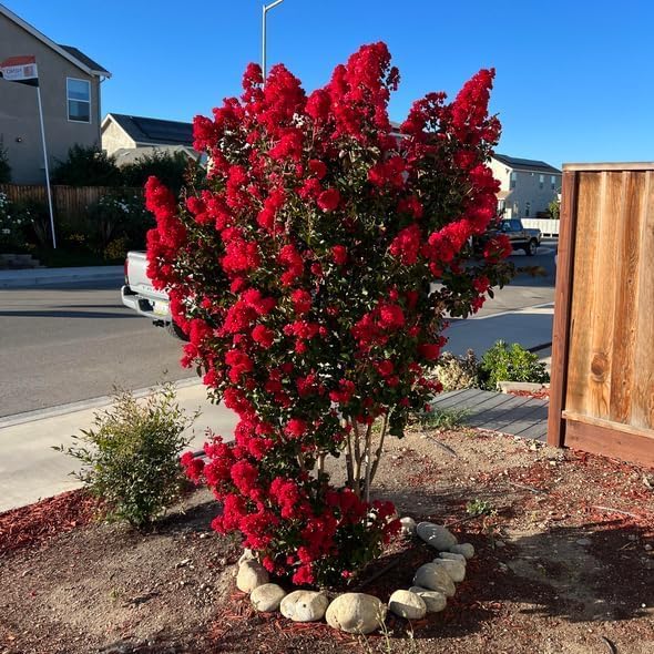 Red Crape Myrtle Shrub/Tree - 6-12" Tall Live Plant - Quart Pot - Image 6