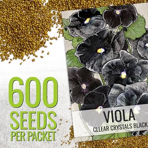 Seed Needs Black Pansy Seeds to Plant a Gothic Butterfly Garden 2 Packs - Image 3