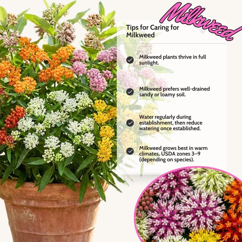 2 Random Milkweed Plants Live for Spring Planting, Butterfly Mikweed 4-8" in Tall, Asclepias Tuberosa Plants Bush for Perennial Flowers Outdoor Growing - Image 2