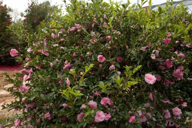 October Magic Pink Perplexion Camellia, 1 Gallon, Pink Double Flowers, 4-5 ft Height and Width, Fall Blooming Shrub - Image 2