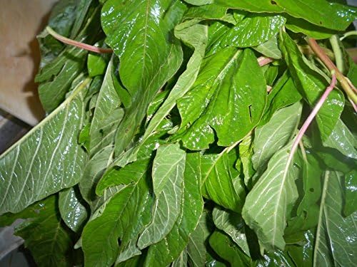 300 Jamaican CALLALOO SEEDS (Edible Amaranth) Real Jamaican Organic Heirloom - Image 3
