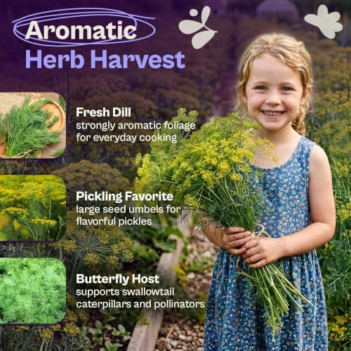 SVI 900 Bouquet Dill Seeds (Anethum graveolens) – Heirloom Dill Seed Packets, Aromatic Leaves & Herbs – Culinary Herb Seeds for Outdoor & Indoor Herb Garden, Raised Beds, Containers - Image 3