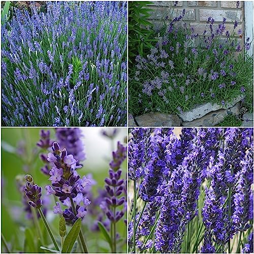Seed Needs Herb Seeds Variety Pack of 4 - Lavender Set Non-GMO & Heirloom - Image 2