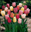 Mixed Triumph Tulips (25 Bulbs) - Assorted Colors of Tulip Bulbs by Willard & May by WillardMay