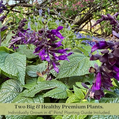 Clovers Garden Salvia Purple and Bloom Plants - Two (2) Live Plants – Non-GMO - Not Seeds - Each 4" to 8" Tall – in 4" Inch Pots - Pollinator Magnet, Heat Tolerant, Low Maintenance - Image 5