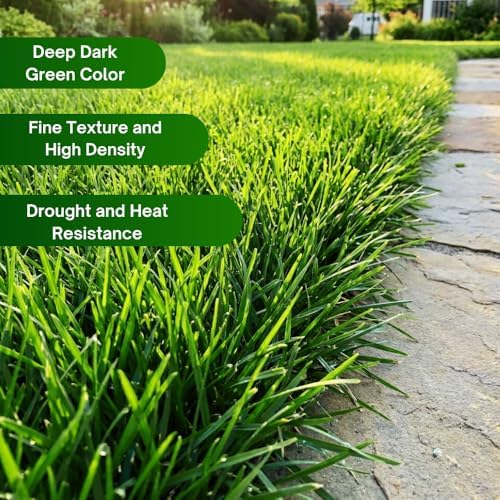 50000 Zoysia Grass Seeds for Planting, Indoor Outdoor Plant - Image 3