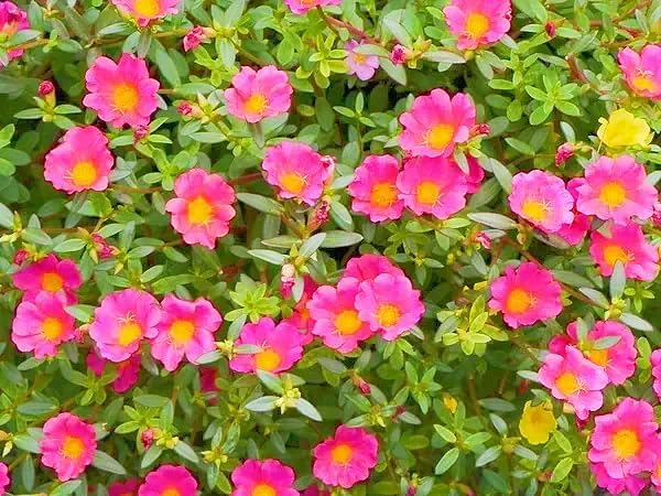 20000+ Moss Rose Seeds for Planting - Annual Flower, Ground Cover Seeds, Portulaca Grandiflora Mix, Vibrant Double Blooms, Heat & Drought Tolerant for Rock Gardens & Containers - Image 3