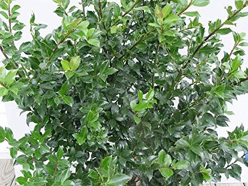 Ilex X meserveae 'Blue Princess' (Blue Holly) Evergreen, #2 - Size Container - Image 2