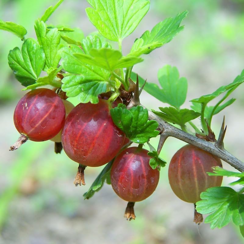 Pixwell Gooseberry Bush Live Plant, Sweet Berry Fruit Tree, 5-9 Inch Tall - Image 6