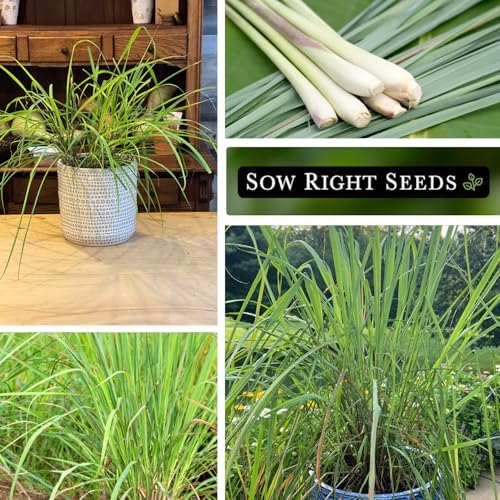 Sow Right Seeds - Lemon Grass Seed for Planting Mosquito Repellent Herbs - Image 4