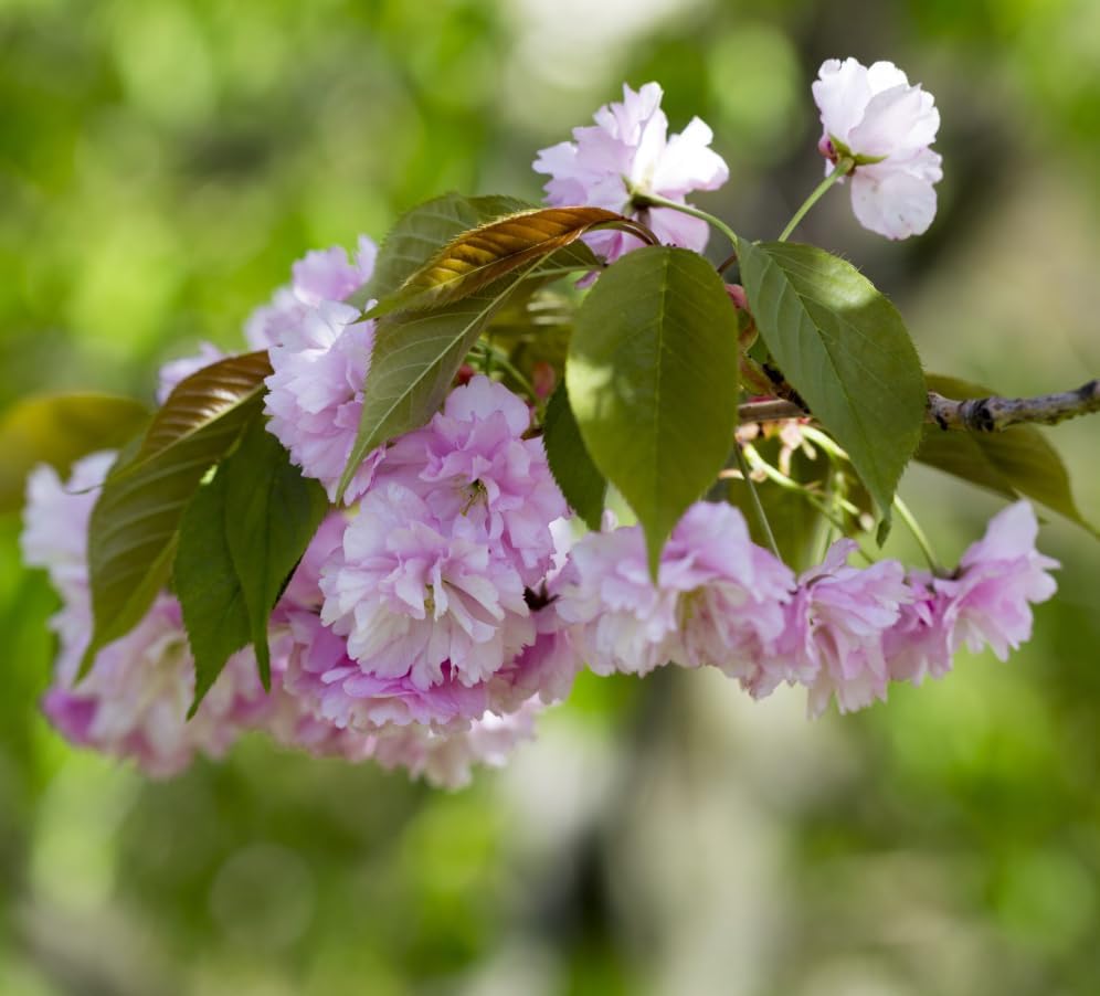 Pack of 2 Double Pink Flowering Cherry Trees Live Plant Bright Pink Cherry Blossom Tree, Ornamental Tree, 6-12" Tall in Small Pot - Image 2