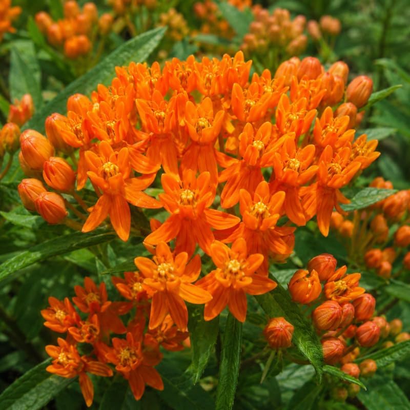 Milkweed Plants Live, Orange Tuberose Milkweed Plants, 4-6 Inch Tall - Image 2