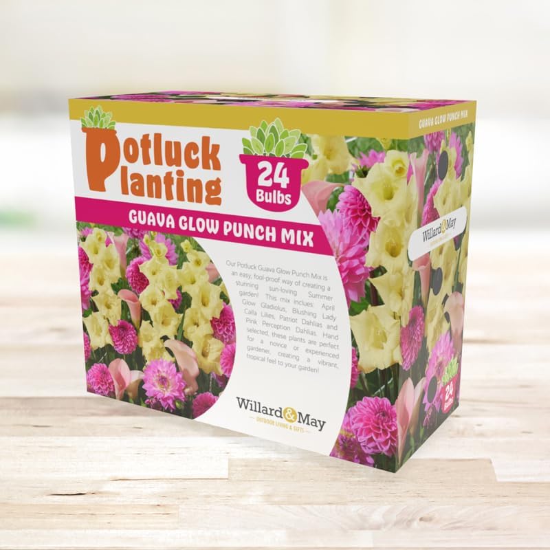 Guava Glow Punch Flower Bulb Mix - Complete All-in-One Garden Kit - 24 Bulbs per Box - Dahlias, Lilies, Gladiolus - Fragrant - Naturalizing - Live Outdoor Potluck Planting - Easy to Plant Flowers - Image 3