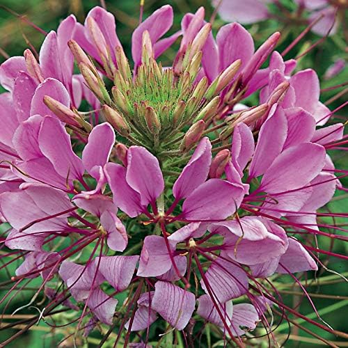 Outsidepride Violet Cleome Seeds - 1000 Pcs Annual Flower Seeds with Large, Airy, Spidery Blooms, Drought Tolerant Spider Plant for Xeriscaping, Flower Bed, Border, Pollinator, & Cut Flower Garden - Image 5