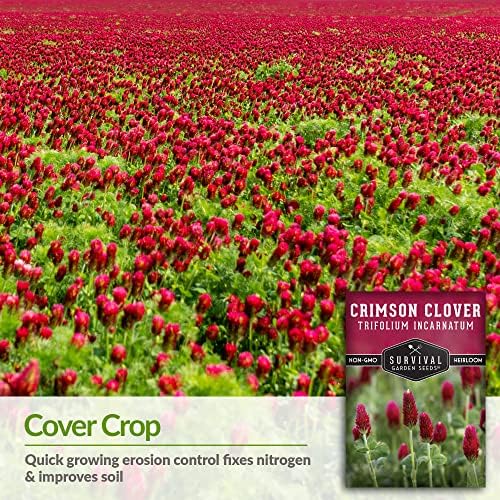 Crimson Clover Seeds for Planting - Survival Garden Seeds (2 Pack) - Image 3