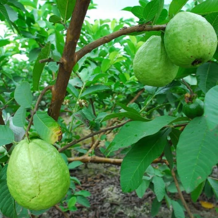 Live Red Guava Fruit Tree Sweet Guavas Plant Tropical Fruits Tree, Grow Outdoor, 5-10 Inch Tall in 4 Inch Pot - Image 6
